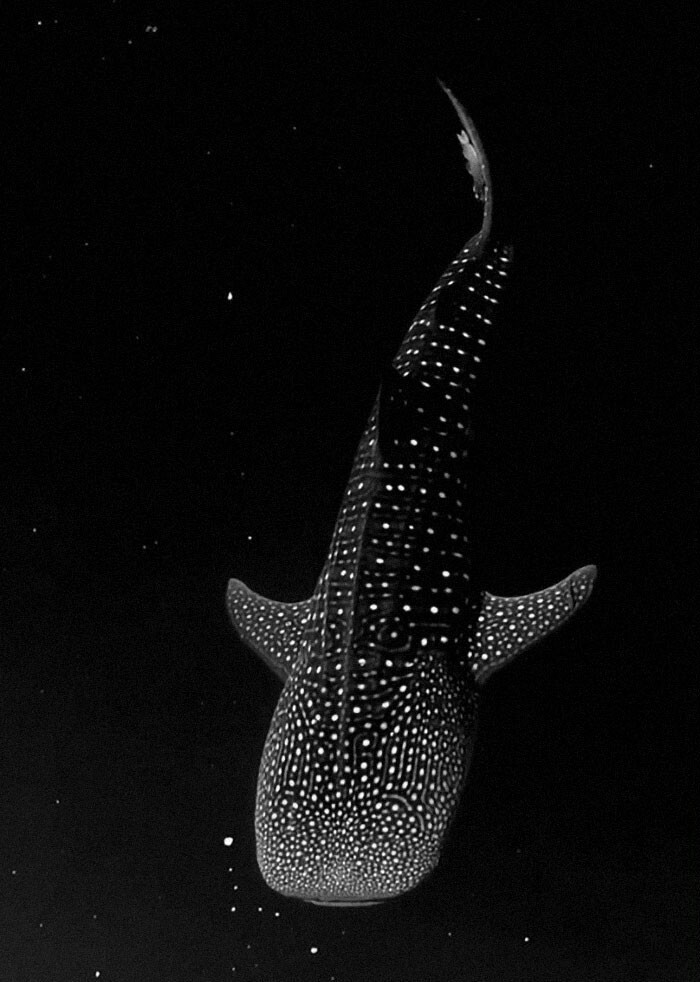 15. "Китовая акула, плывущая среди биолюминесцентных водорослей, выглядит так, как будто она дрейфует в космосе"