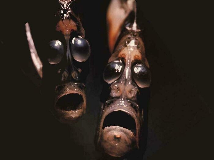 16. "Лица рыб-топориков выглядят как души проклятых"