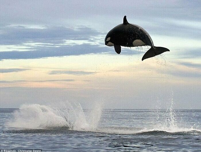 34. Косатка прыгает на 4,5 метра в высоту, чтобы поймать свою добычу — дельфина