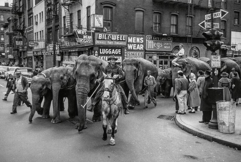 Цирковые слоны в Нью–Йорке. 1952 год