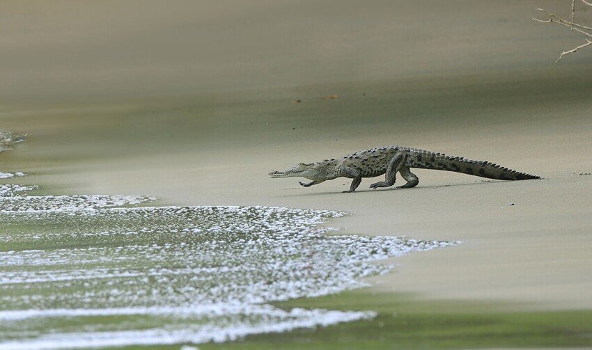 Острорылый крокодил: Охотится на акул и устраивает разборки с аллигаторами. Опасная рептилия из Америки