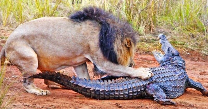Интригующая схватка: львиный прайд напал на крокодила