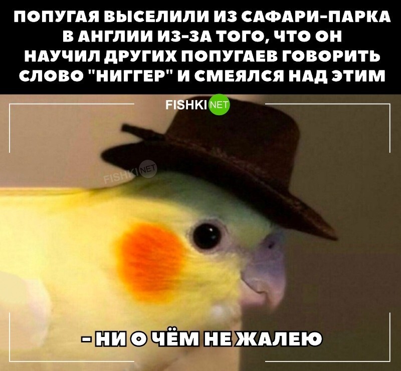 Готов забрать этого папугея