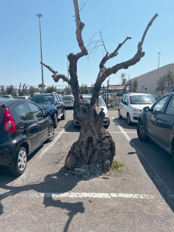 Это старое дерево никому не желает уступать свое парковочное место