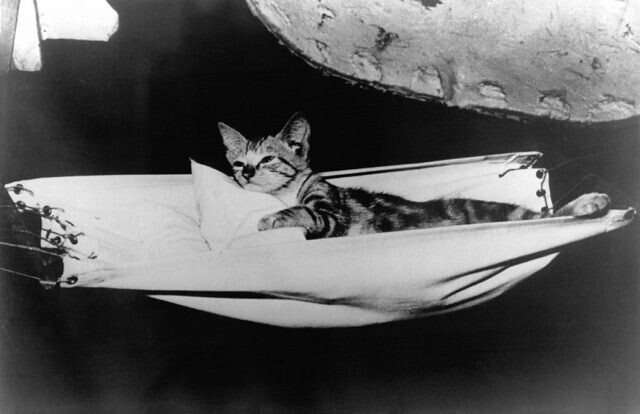 Кошка, предсказавшая катастрофу "Титаника"