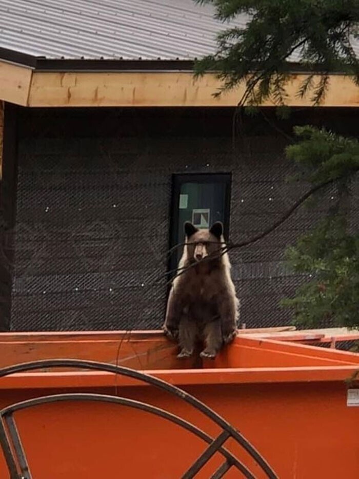 10. "Просто медведь в ожидании вкусной доставки мусора"