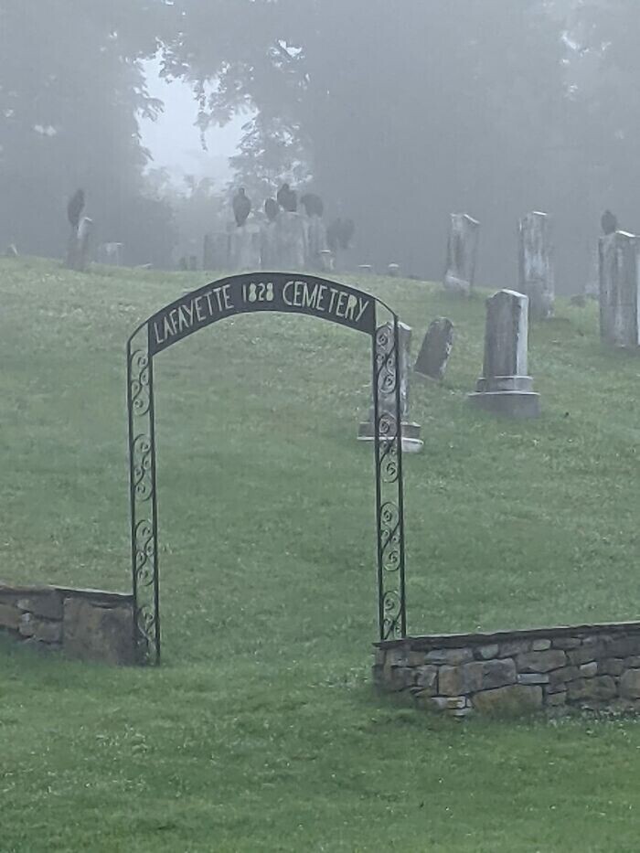 7. "Американские чёрные грифы на надгробиях туманным утром"