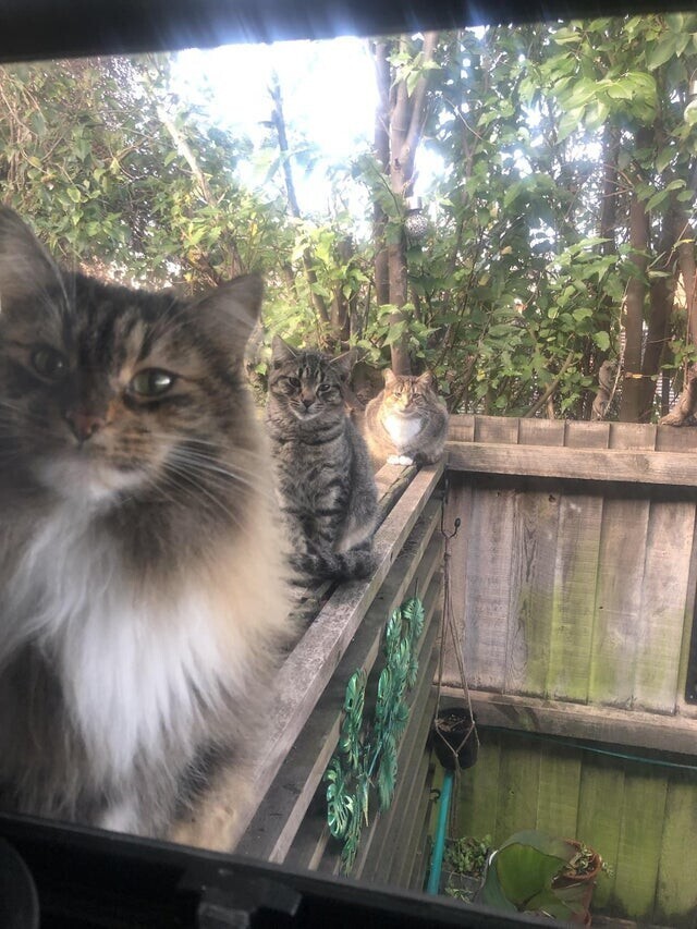 Выглянул в окно, это не мои коты