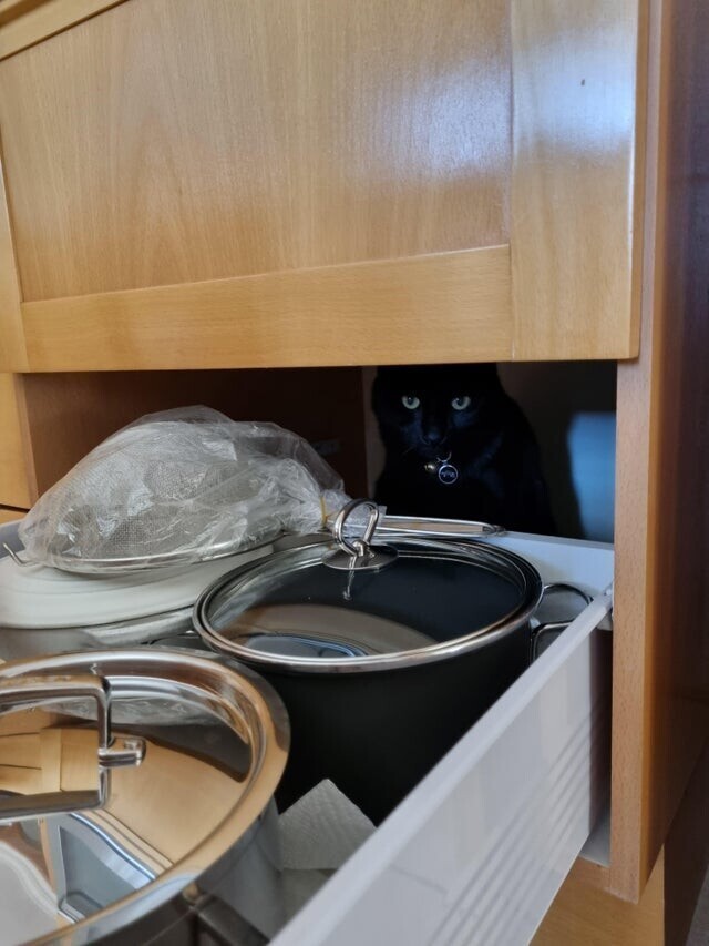 Мой кот забрался за кухонный ящик, я чуть его не придавил