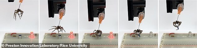 Биоинженеры превратили пауков в роботов