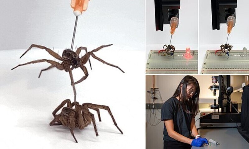 Биоинженеры превратили пауков в роботов