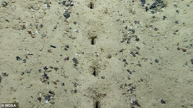 Ученых озадачили странные следы раскопок на дне океана