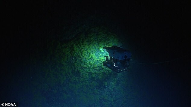 Ученых озадачили странные следы раскопок на дне океана