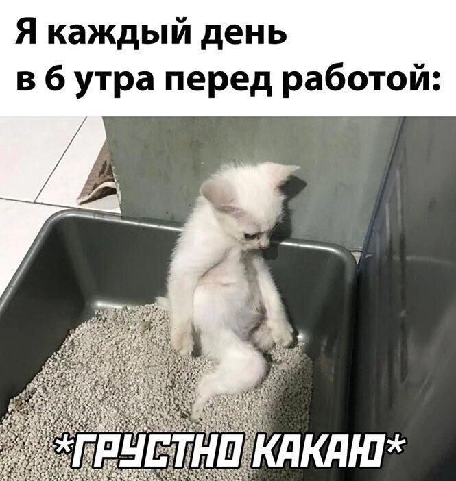 Смешные и познавательные картинки