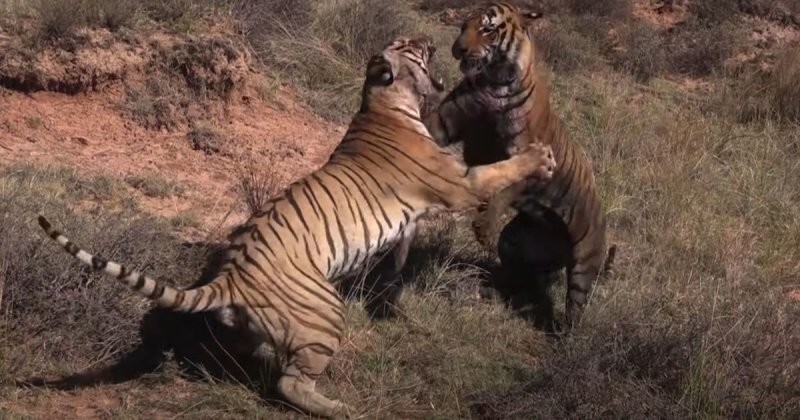 Два тигра яростно дерутся за самку в Южной Африке