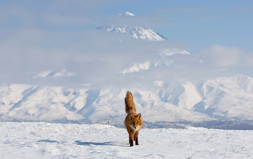 Как дикие лисы полюбили русского фотографа и сделали его знаменитым