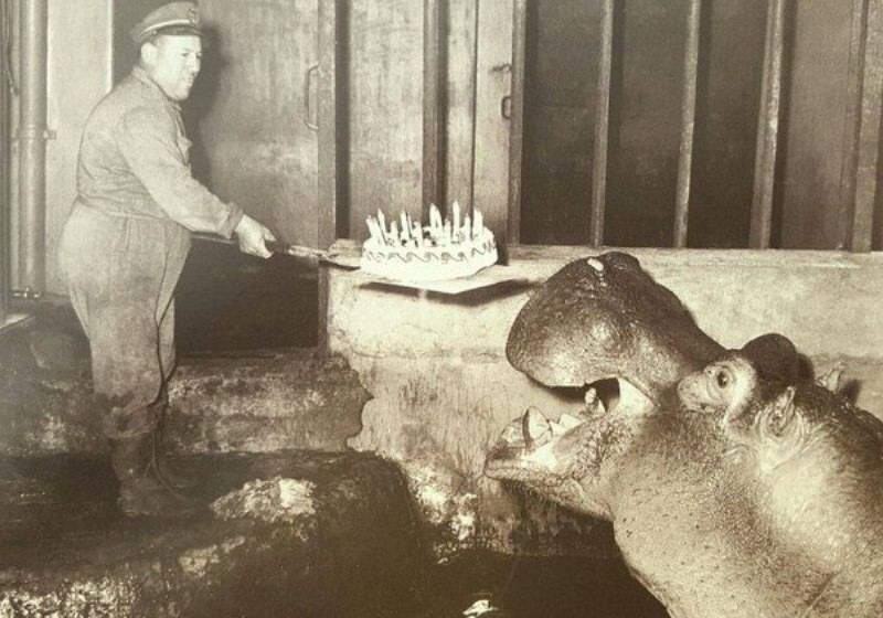 Поздравление бегемота с днём рождения в 1957 году