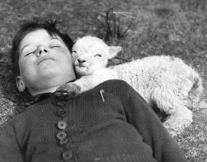 3. Ягненок обнимается со спящим мальчиком, 16 марта 1940 года