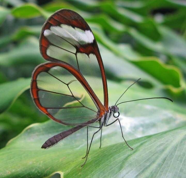 Занимательные фотографии животных и растений, которые прозрачны как стёклышко