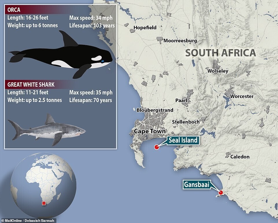 Orcas cazando tiburón blanco