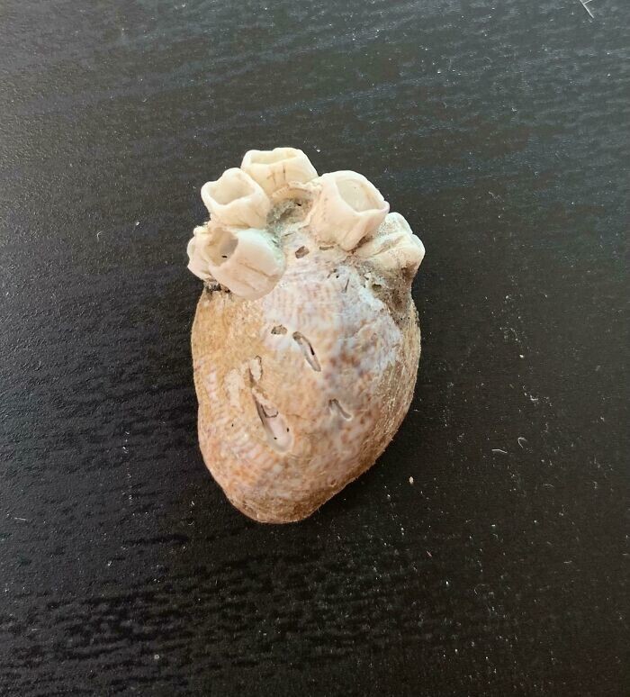 15. "Был на пляже и нашел раковину с мелкими ракушками, которые делают ее похожей на анатомически правильное сердце"
