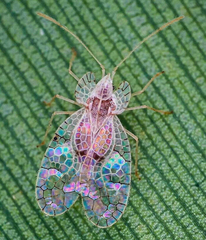 2. "Кружевница (Stephanitis Typicus) похожа на витраж"