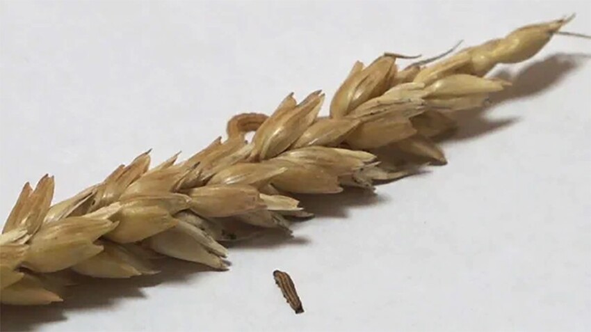 Обыкновенная зерновая совка: Один из самых страшных вредителей зерновых культур. Даже в Сибири они съедают до 10% урожая за сезон