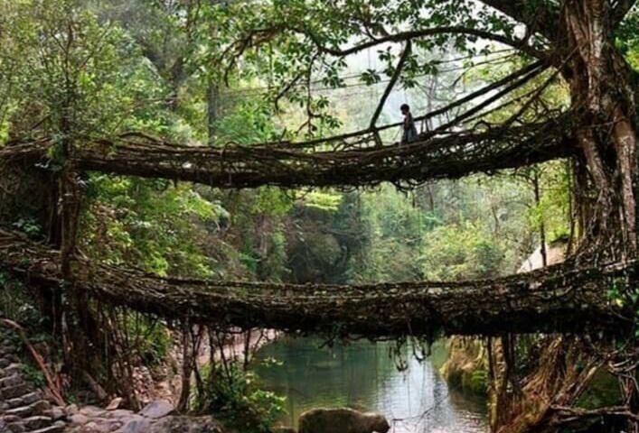 В Индии есть 500-летние мосты, сплетенные с корнями деревьев, которые со временем становятся только прочнее