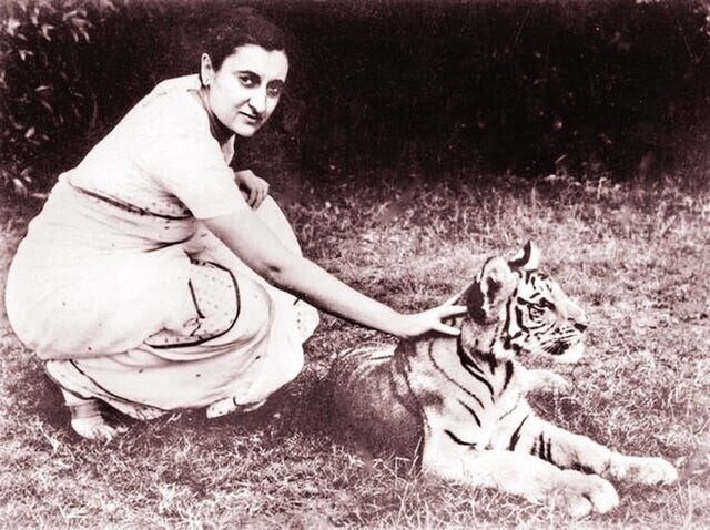 Премьер-министр Индии, Индира Ганди с тигром, 1960 год