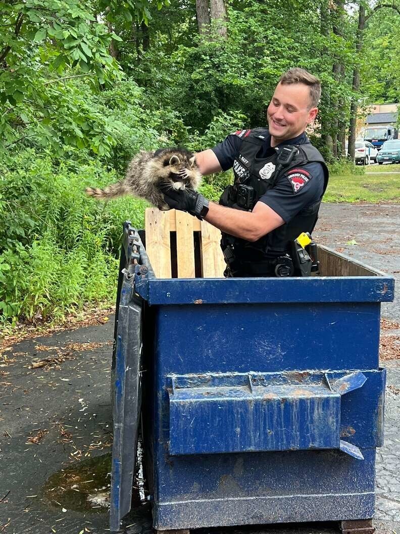 Полицейскому пришлось лезть в мусорный контейнер, чтобы спасти енота