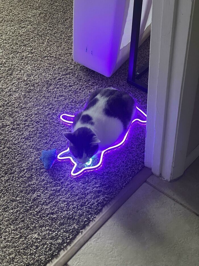 13. "Обнаружил, что мой кот улегся в упавший светильник в форме кота"
