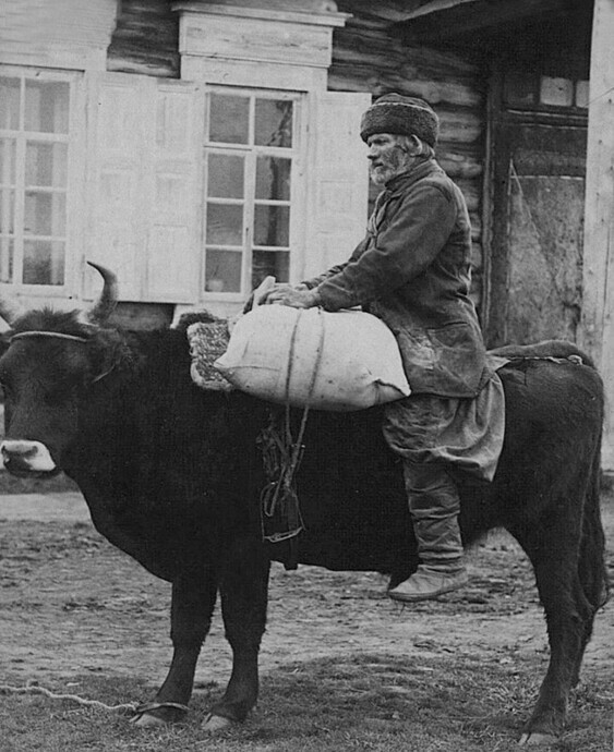 Перевозка клади на быке русским крестьянином. Якутия (Саха), Олёкминск, вторая половина XIX в