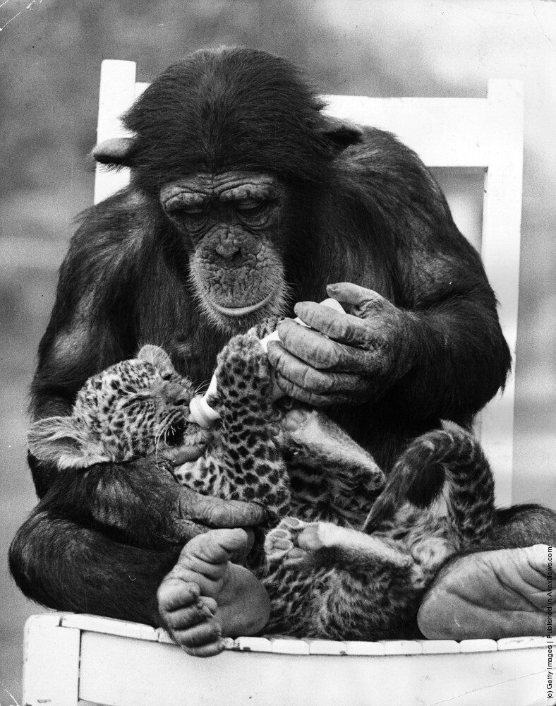 Обезьяна ухаживает за малышом в зоопарке