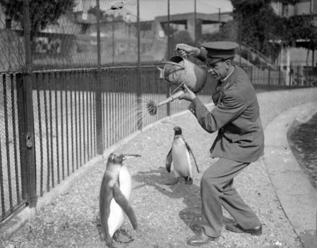 Смотритель поливает пингвинов в зоопарке, август 1930 года