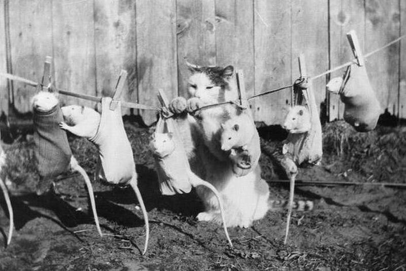 Кот и ручные крысы, 1933 год