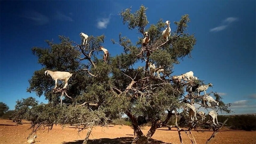Почему «козьи деревья» встречаются только в Марокко
