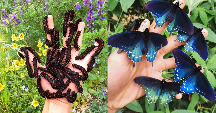 Удивительные бабочки могут быть прелестны и в образе гусеницы