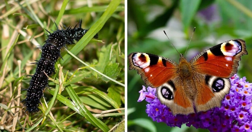 Удивительные бабочки могут быть прелестны и в образе гусеницы