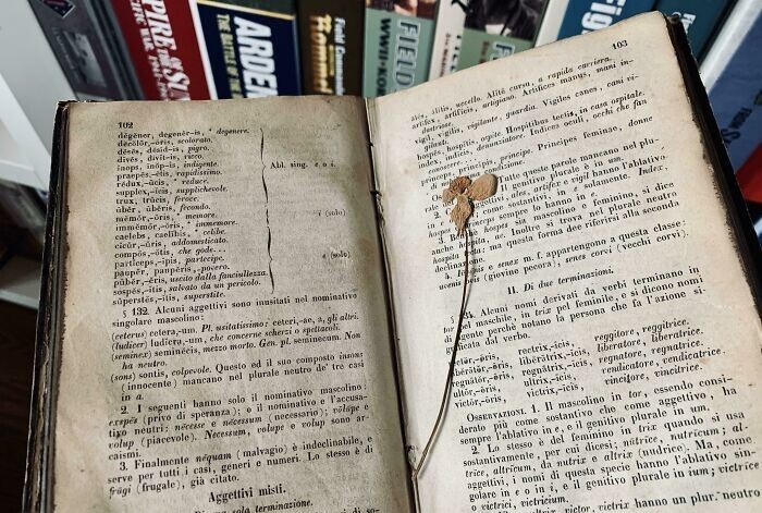 34. "В 165-летней книге на латыни, которую я только что нашел на чердаке, лежал засохший цветок"