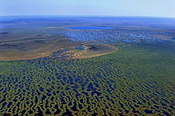 21. Васюганские болота в России — одна из самых больших болотных систем в мире. Она размером со Швейцарию. Ходят легенды, что здесь находится Атлантида