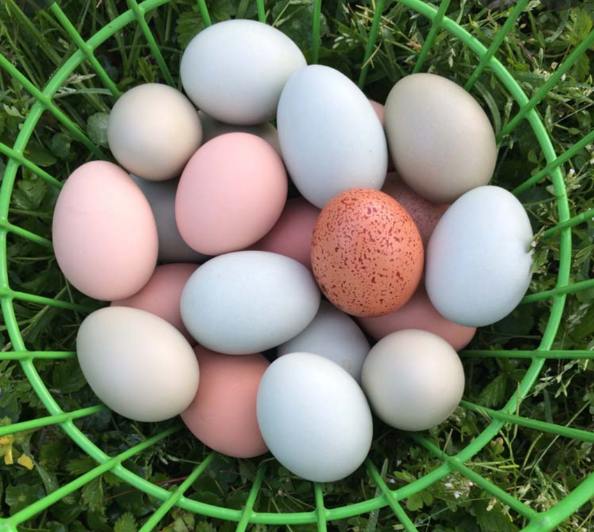 Есть породы кур, которые несут цветные яйца