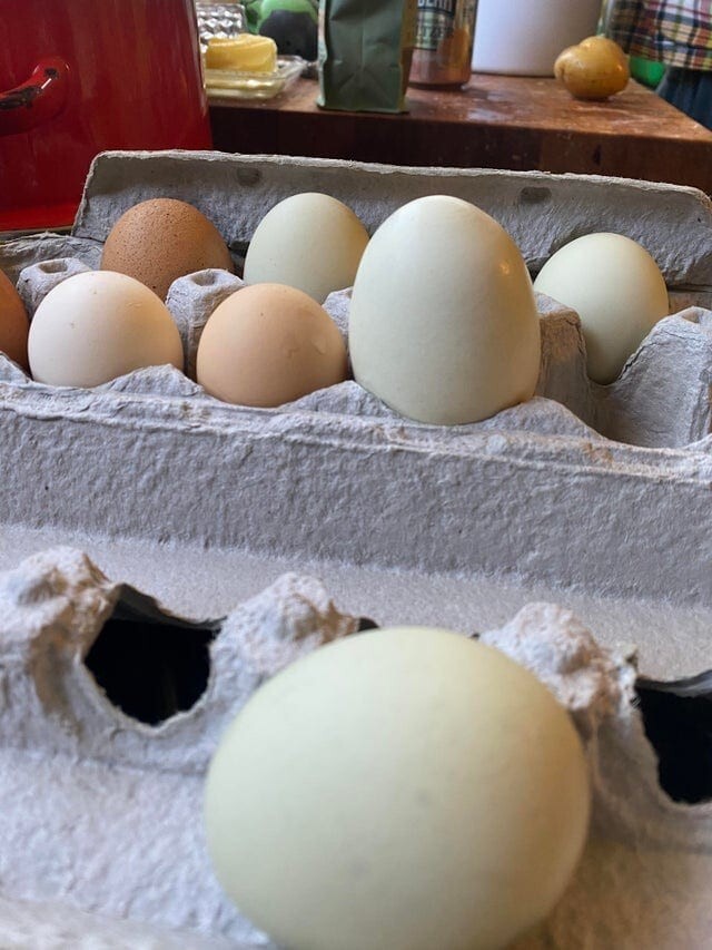 15 фотографий странных куриных яиц