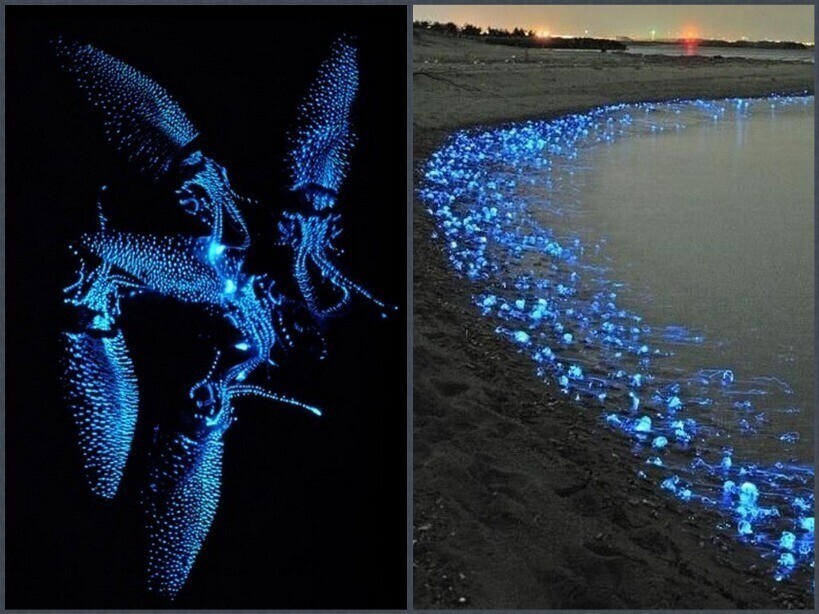 От тараканов до креветок: 8 невероятных существ, которые умеют светиться