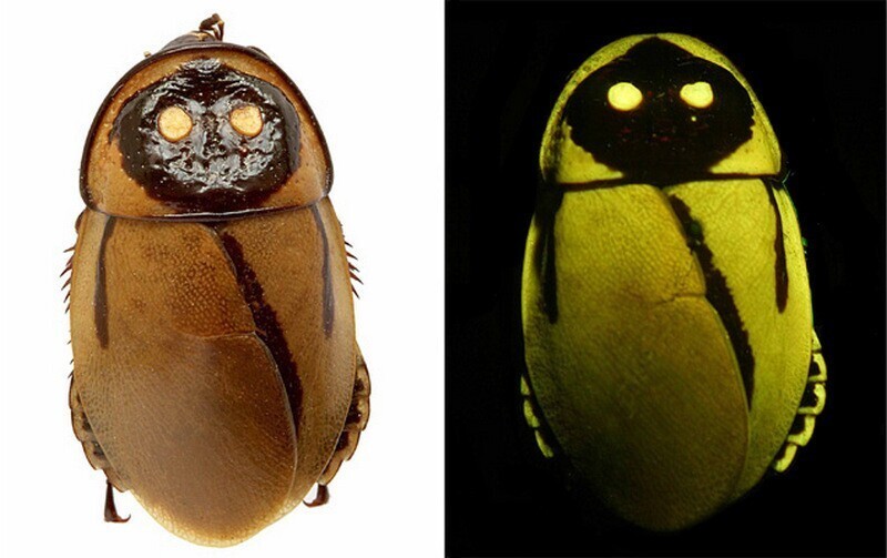 От тараканов до креветок: 8 невероятных существ, которые умеют светиться