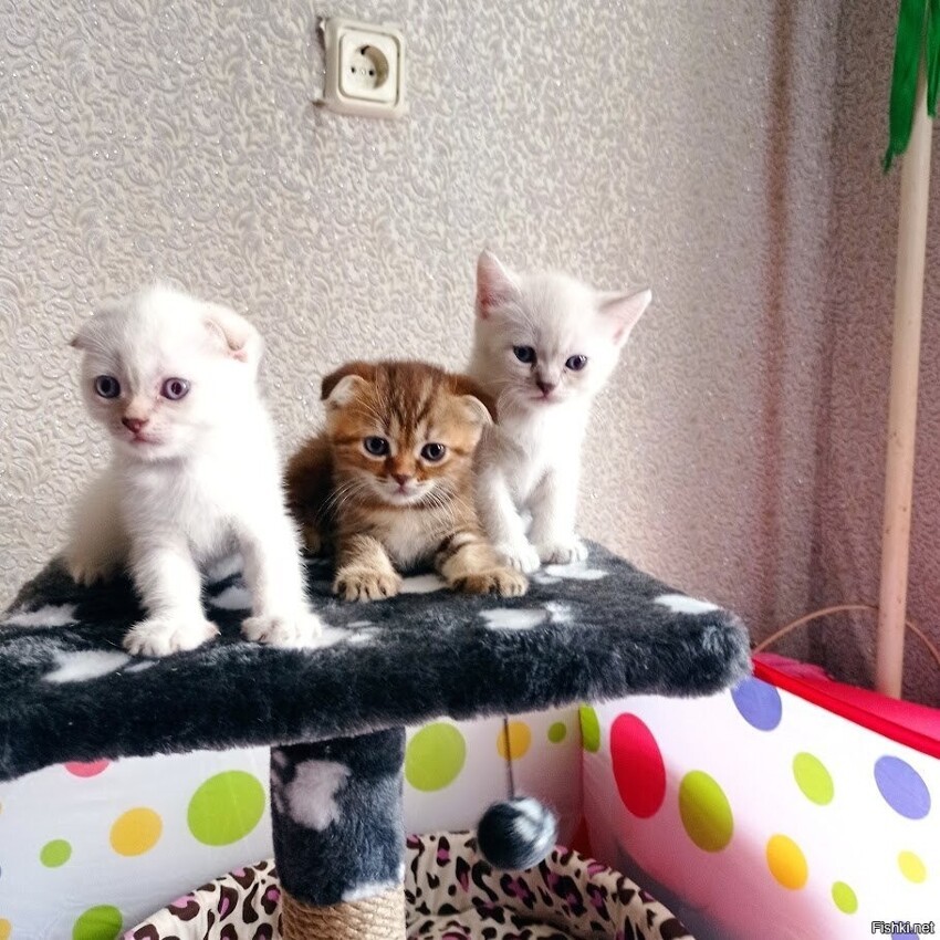Три кота, три хвоста, два кота и одна кошечка)