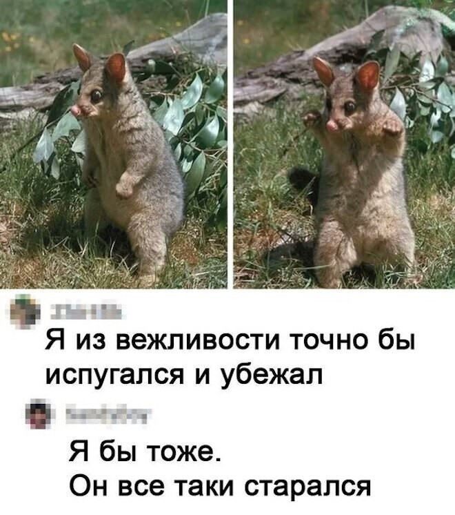 Скрины из соцсетей