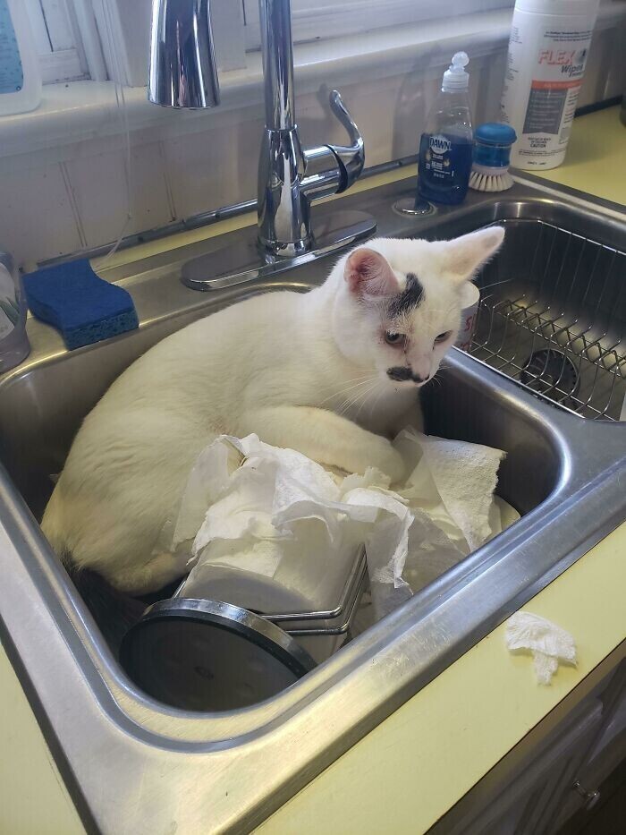 "Этот кот живёт у нас в офисе. Он постоянно находится в раковине. Мы даже обращались к ветеринару по этому вопросу, но он сказал, что кот делает так, "потому что он кот"