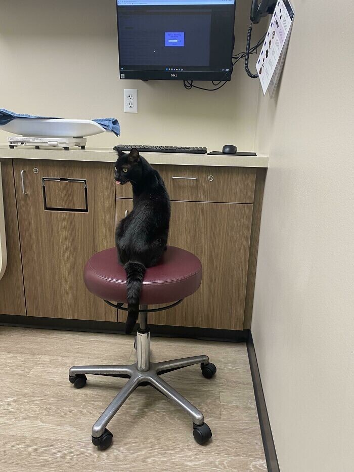 "Мой кот просто занял стул ветеринара во время приёма. Еще и язык высунул"