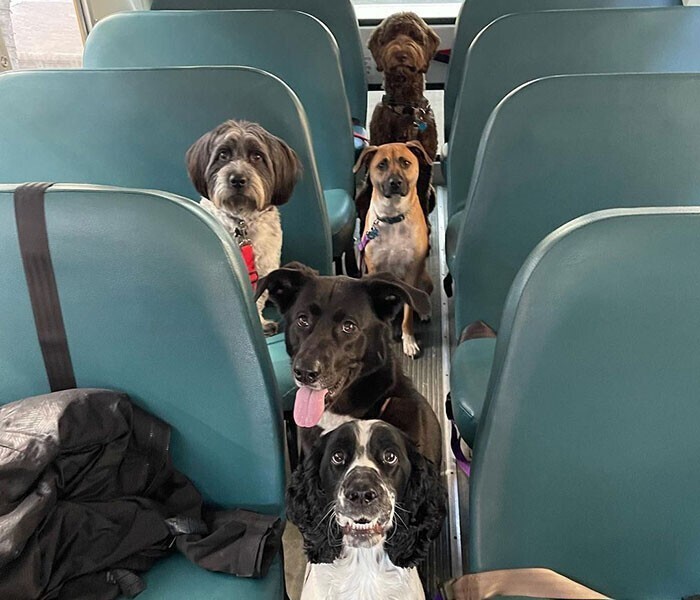 В США собак возят в дневной приют на "школьных автобусах"