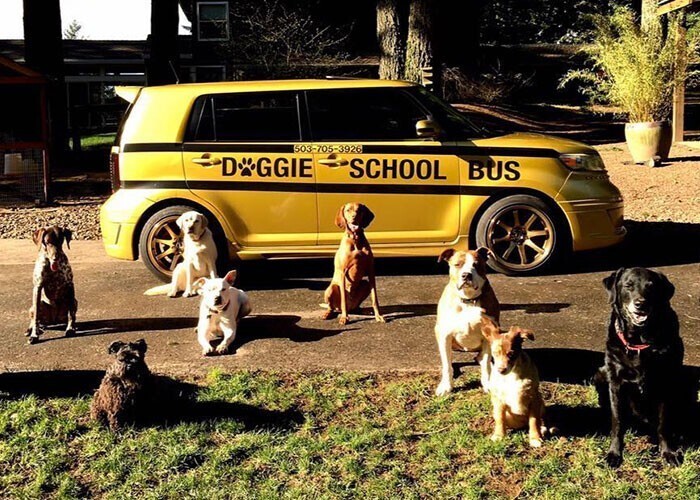В США собак возят в дневной приют на "школьных автобусах"